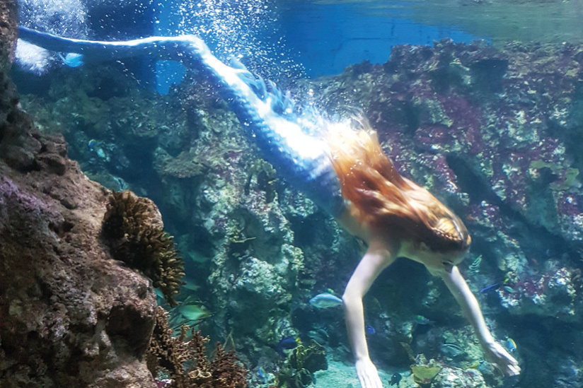 Le monde de la Sirène à Planet Ocean Montpellier
