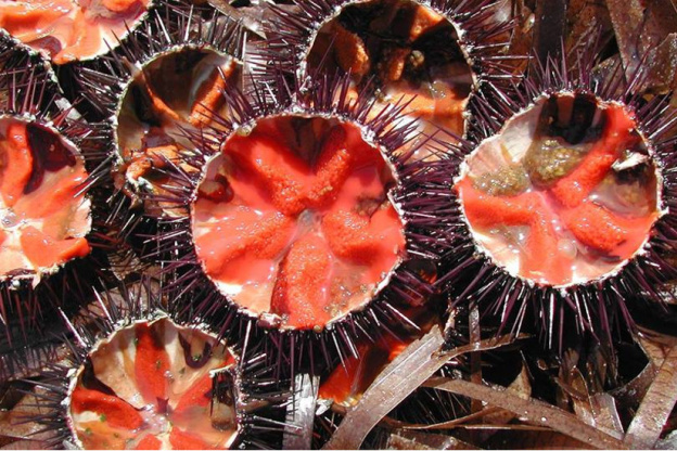 Oursinade Palavasienne