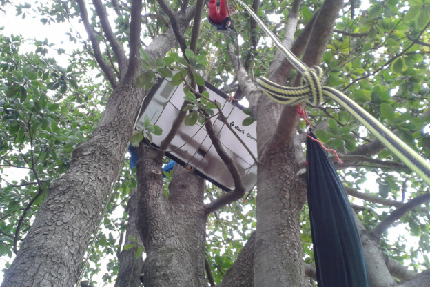 Sortie découverte Grimpe aux arbres