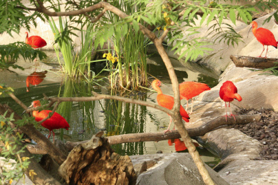 Serre Amazonienne Montpellier