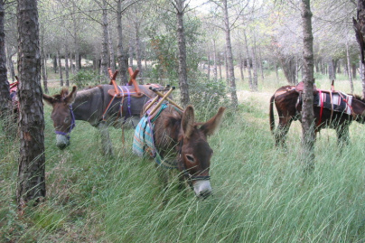 Beau Nez d'âne à Gigean
