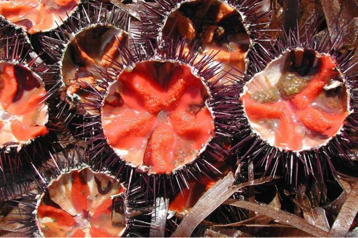 Oursinade Palavasienne