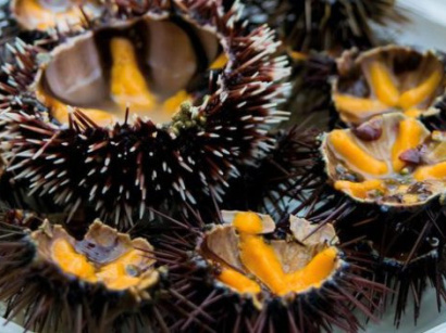 Les Oursinades à La Grande Motte