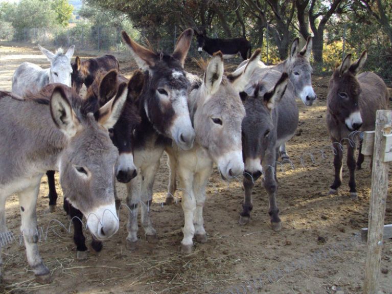La Ferme Pédagogique du Dolmen