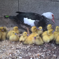La Ferme Pédagogique du Dolmen