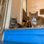 Le Chat Gourmand Montpellier - Salon de Thés & Repaire à Chats