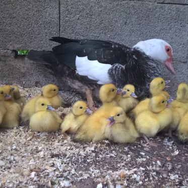La Ferme Pédagogique du Dolmen