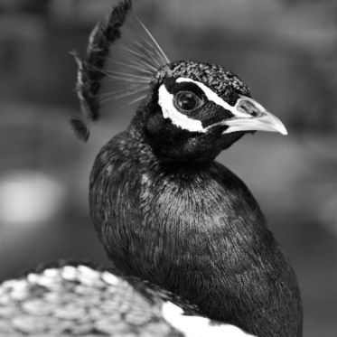 La Ferme Pédagogique du Dolmen