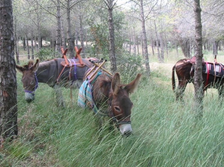 Beau Nez d'âne à Gigean