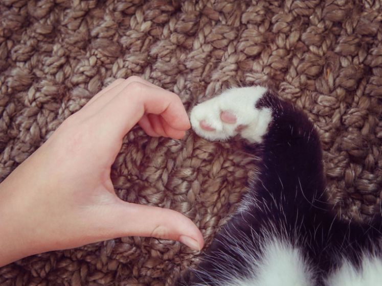 Un nouveau café à chats va ouvrir en centre ville de Montpellier - La Maison des Chats