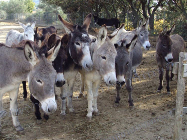 La Ferme Pédagogique du Dolmen