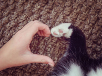 Un nouveau café à chats va ouvrir en centre ville de Montpellier - La Maison des Chats