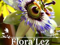 Flora'Lez - Foire aux plantes, artisanat et bien-être au Parc Richter de Montpellier