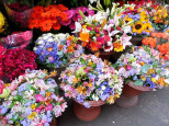 Fleurs en Fête à Pignan