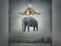 Phénomène Montpellier