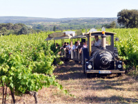 Le Petit train des Vignes