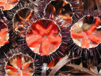 Oursinade Palavasienne