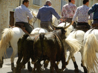 Fête votive de Mauguio