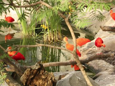 Serre Amazonienne Montpellier