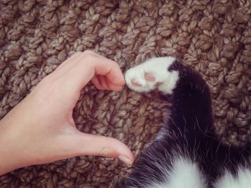 Un nouveau café à chats va ouvrir en centre ville de Montpellier - La Maison des Chats