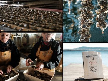 Expérience de rêve : adoptez vos huîtres pendant un an !