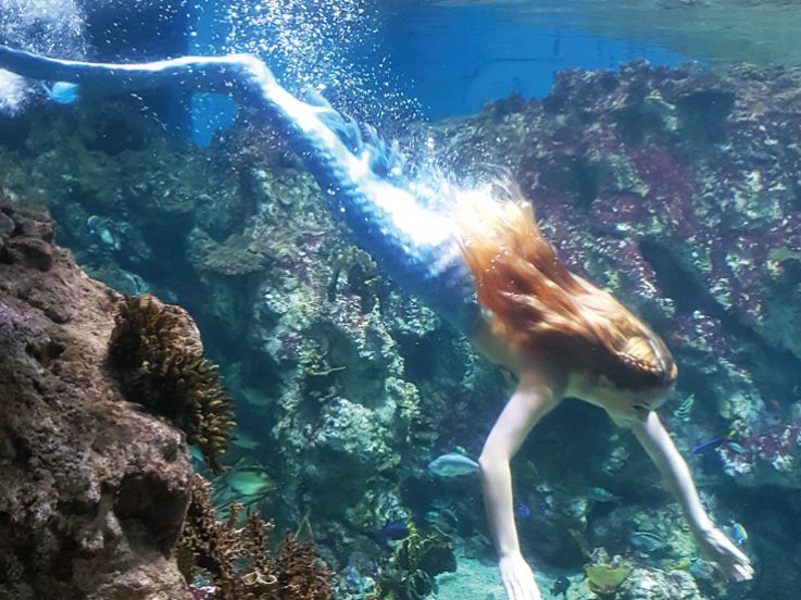 Le monde de la Sirène à Planet Ocean Montpellier