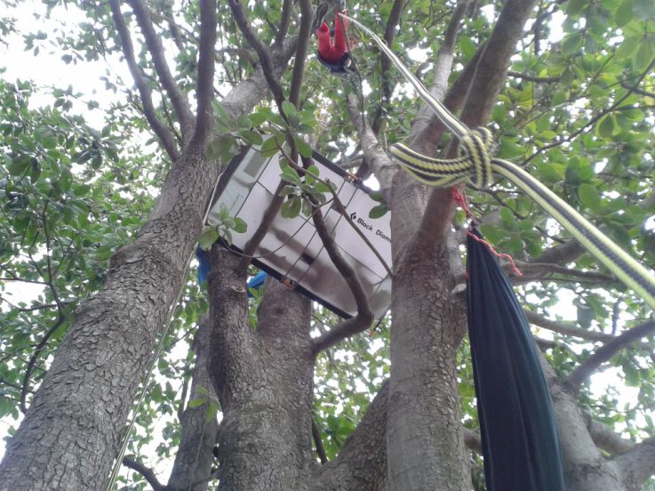 Sortie découverte Grimpe aux arbres