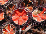 Oursinade Palavasienne