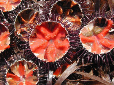 Oursinade Palavasienne