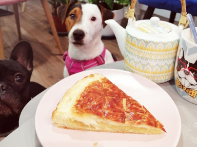 Tea Dog - 1er Café Chien de Montpellier