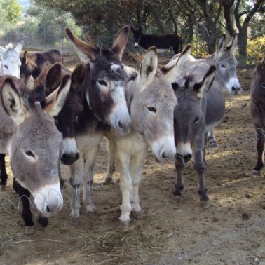 La Ferme Pédagogique du Dolmen
