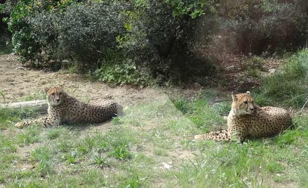 Que faire avec ses enfants à Montpellier